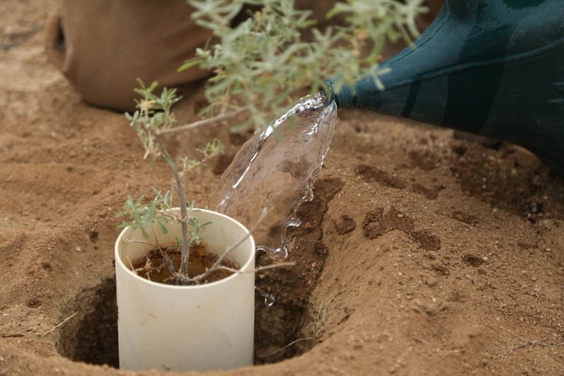 Watering a newly planted sapling