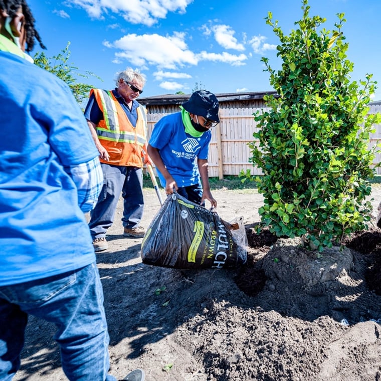 A conifer sapling going into a prepared hole