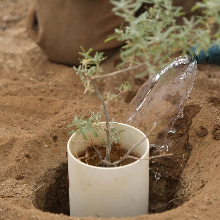 Watering a young sapling as it goes into the ground