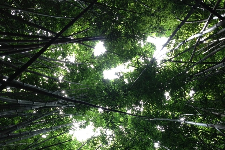 Looking up through a green tree canopy