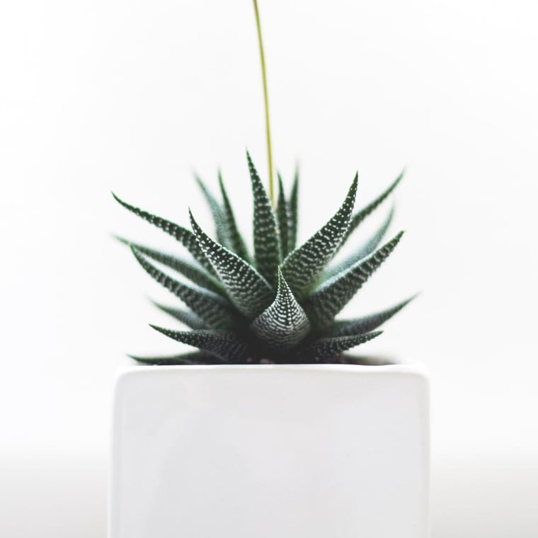 Zebra aloe in a white square pot