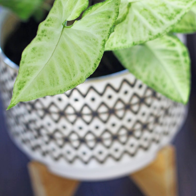 Arrowhead vine in a patterned pot on a wooden stand