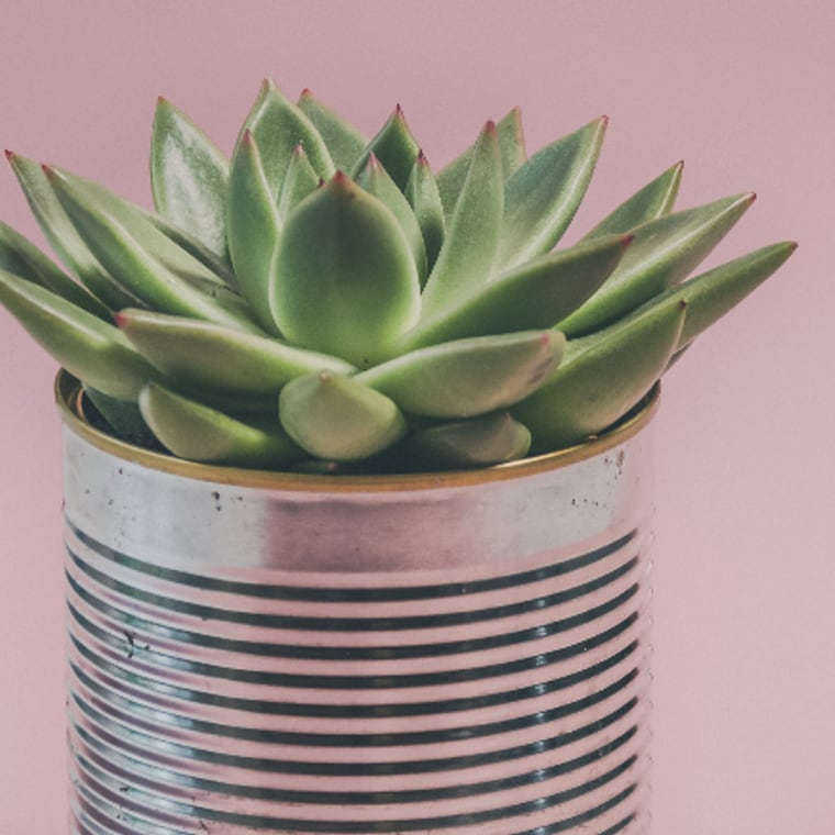 Echeveria succulent planted in a tin