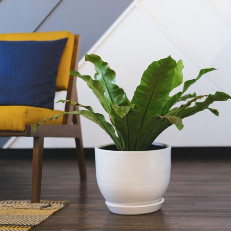 Bird's nest fern in a white ceramic pot
