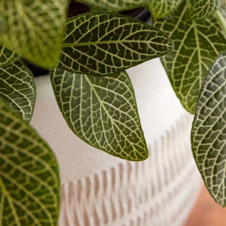Nerve plant with veined leaves in a textured pot