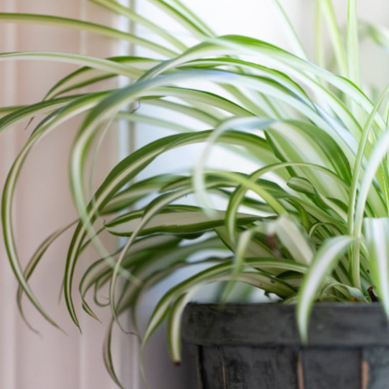Spider plant cascading from a dark pot