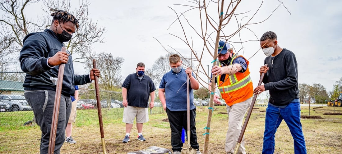 A planting crew with shovels and bare-root trees